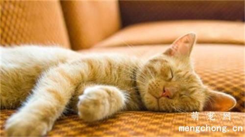 猫为什么喜欢睡觉？