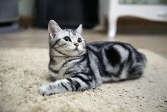 猫为什么喜欢舔人