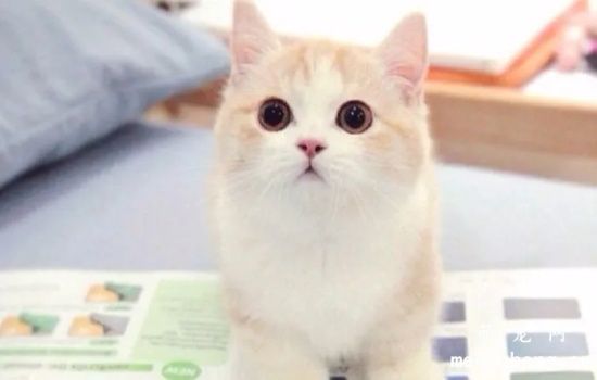 猫为什么喜欢趴在人身上睡觉
