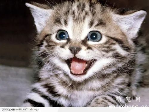 猫为什么喜欢跟着主人