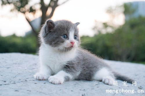 猫为什么忽然不吃猫粮