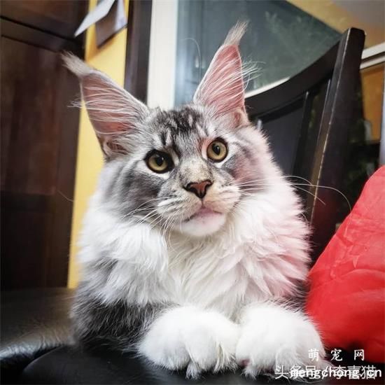 猫为什么把屎拉在外面