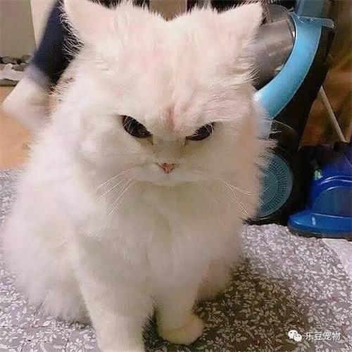 猫为什么突然不吃猫粮