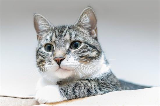 猫为什么自己知道用猫砂