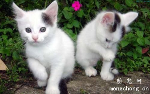 猫为啥不在猫砂盆拉大便