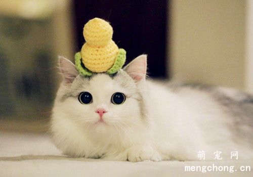 猫为啥不能吃巧克力