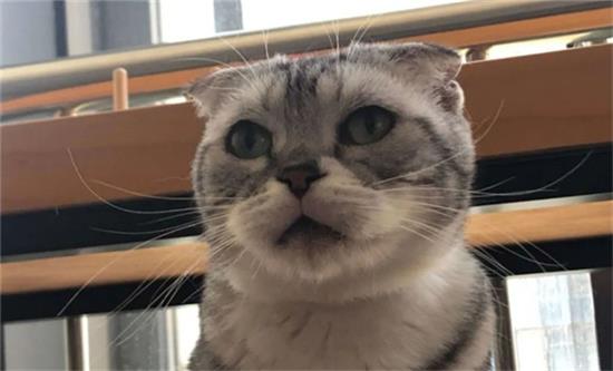 猫主动爬到主人身上是出于什么原因？