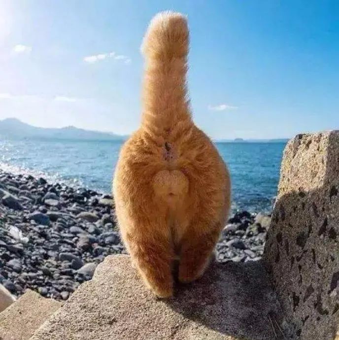 猫主子的尿正常吗？这几件事可判断！只花2毛钱就能测试(图1)