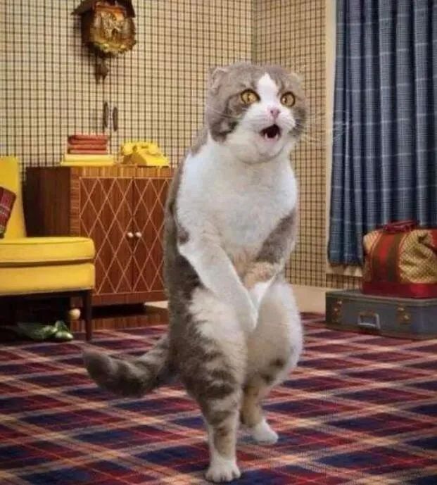 猫主子的尿正常吗？这几件事可判断！只花2毛钱就能测试(图4)