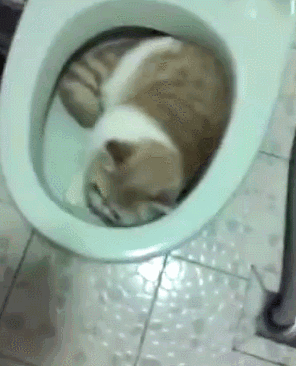 猫主子的尿正常吗？这几件事可判断！只花2毛钱就能测试(图5)