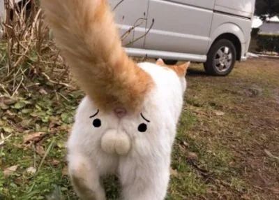猫主子的尿正常吗？这几件事可判断！只花2毛钱就能测试(图8)