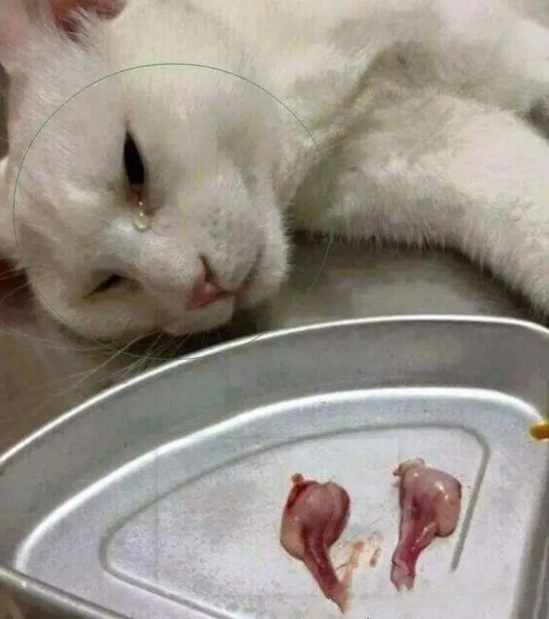 猫主子的尿正常吗？这几件事可判断！只花2毛钱就能测试(图12)