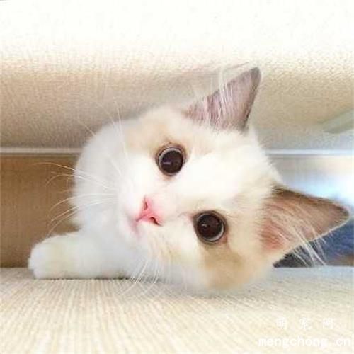 猫乱尿的原因