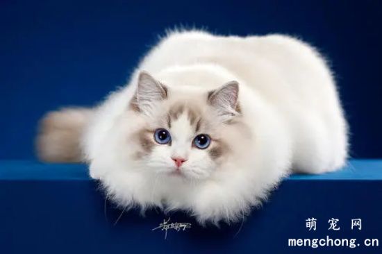 猫乱拉乱尿怎么解决