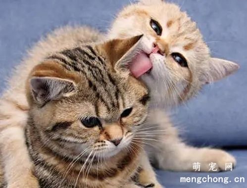 猫互相舔毛是表达什么？