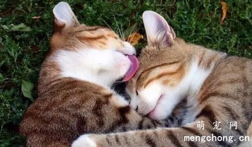 猫互相舔毛是表达什么？