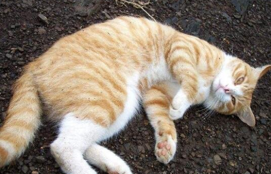 猫会做梦吗