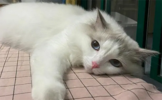 猫会得细小吗？
