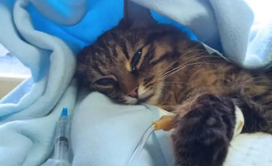 猫会感冒吗