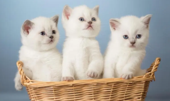 猫会有狂犬病毒