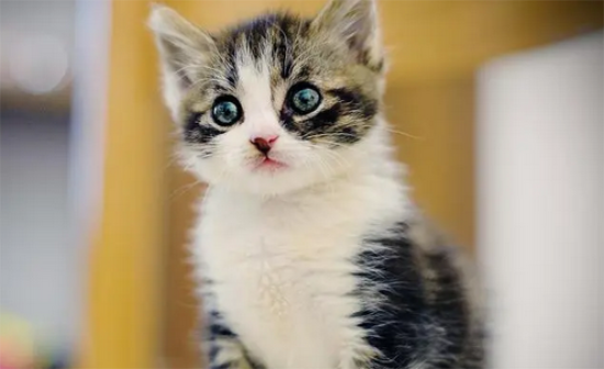 猫会说人话是什么原因
