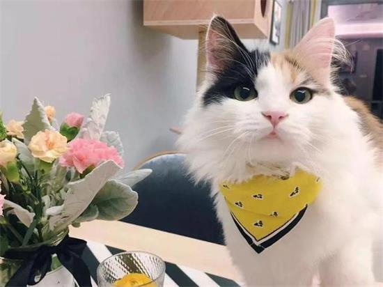 猫传染性腹膜炎治疗预防方法