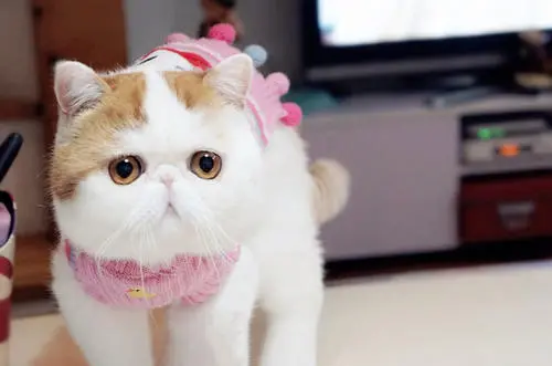 猫传染性腹膜炎症状介绍