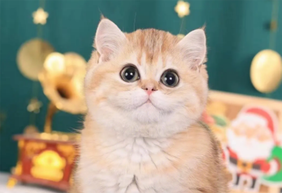 猫传腹会传染给人么