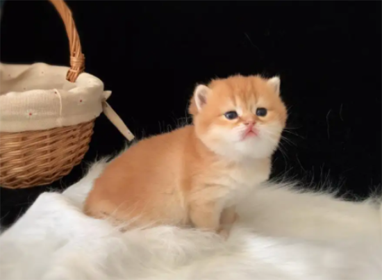 猫传腹会传染给人类吗