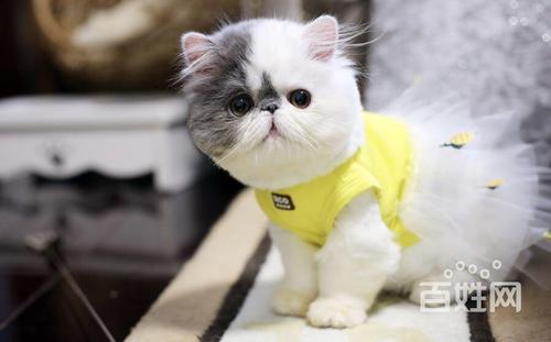 猫传腹会那些明显症状