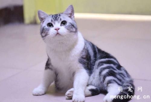 猫伸爪子怎么教育?