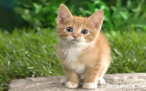 猫体内外驱虫怎么做？