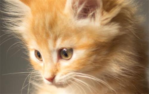 猫体内有炎症怎么办 要如何预防猫咪有炎症等疾病