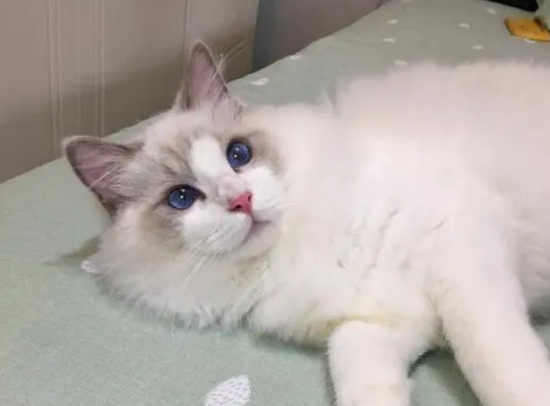 猫体内驱虫多久一次合适