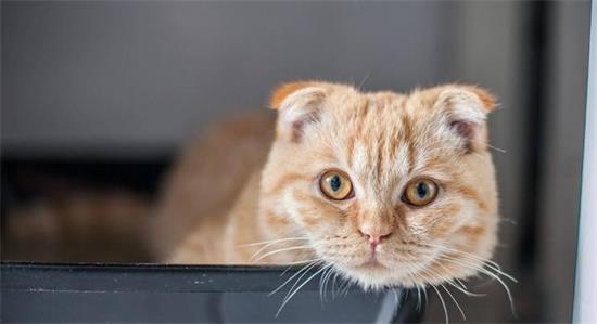 猫体外有什么寄生虫 体外寄生虫的种类