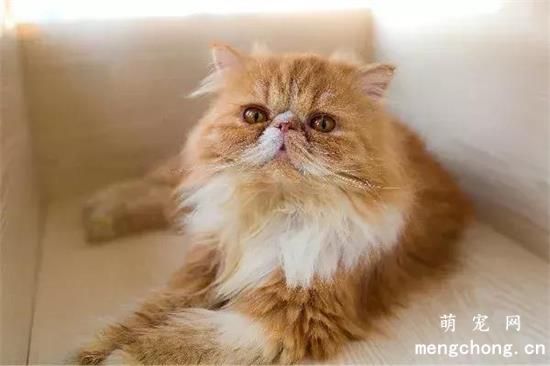 猫体外驱虫怎么做(猫咪体外驱虫的正确方法图解)