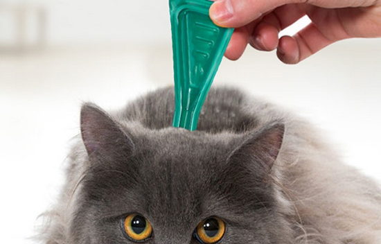 猫体外驱虫用什么药比较好