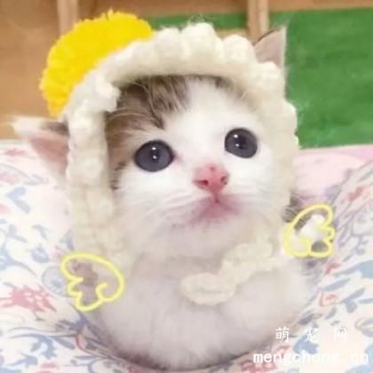 猫体温高是什么症状？