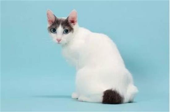 猫做绝育后会恨主人吗？