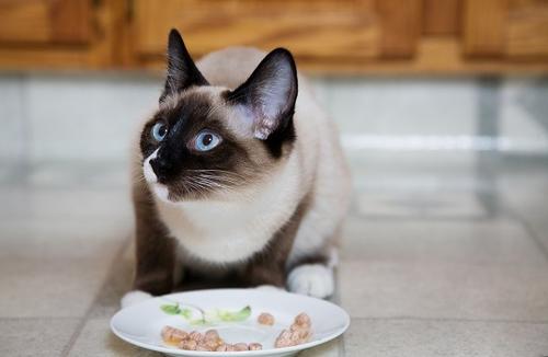 猫免疫缺陷病传播途径