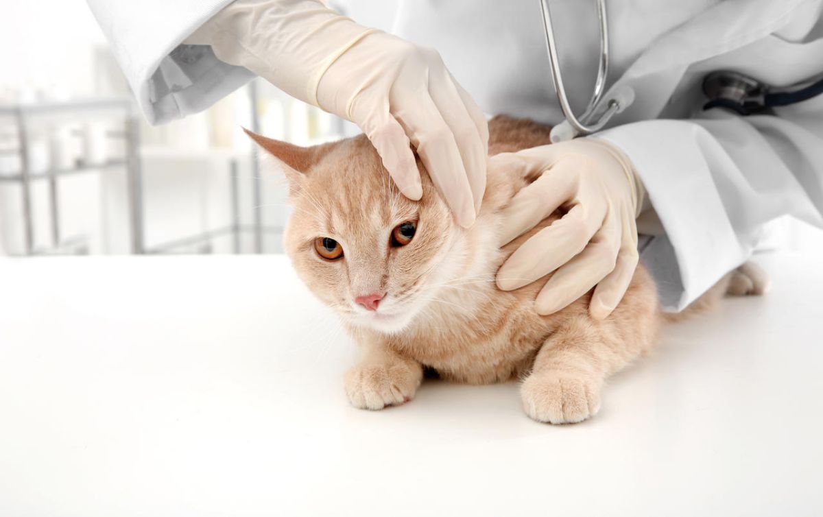 猫全身检查有多少个项目