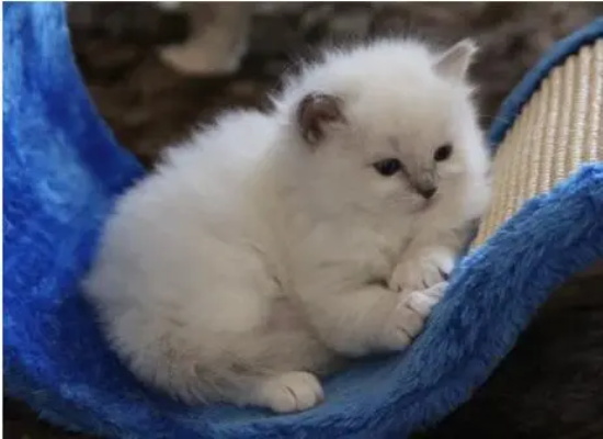 猫冠状病毒可以根治吗