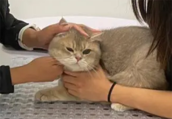 猫几个月打疫苗