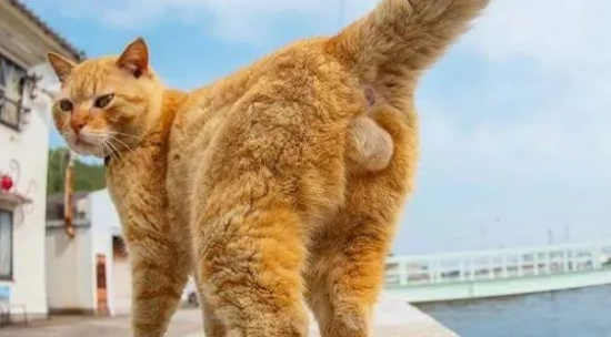 猫几个月蛋蛋就出来了
