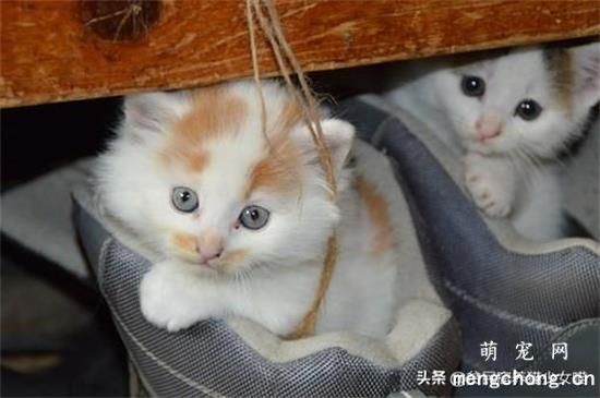 猫到了新环境躲着不出来怎么办