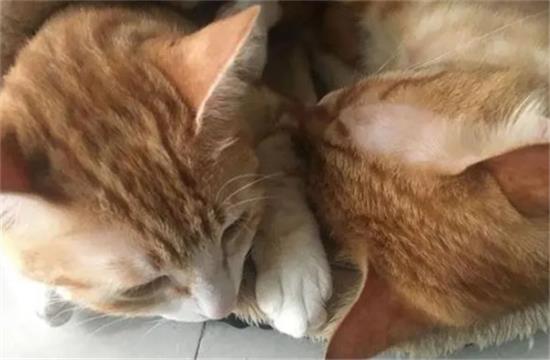 猫到新环境怎么安抚