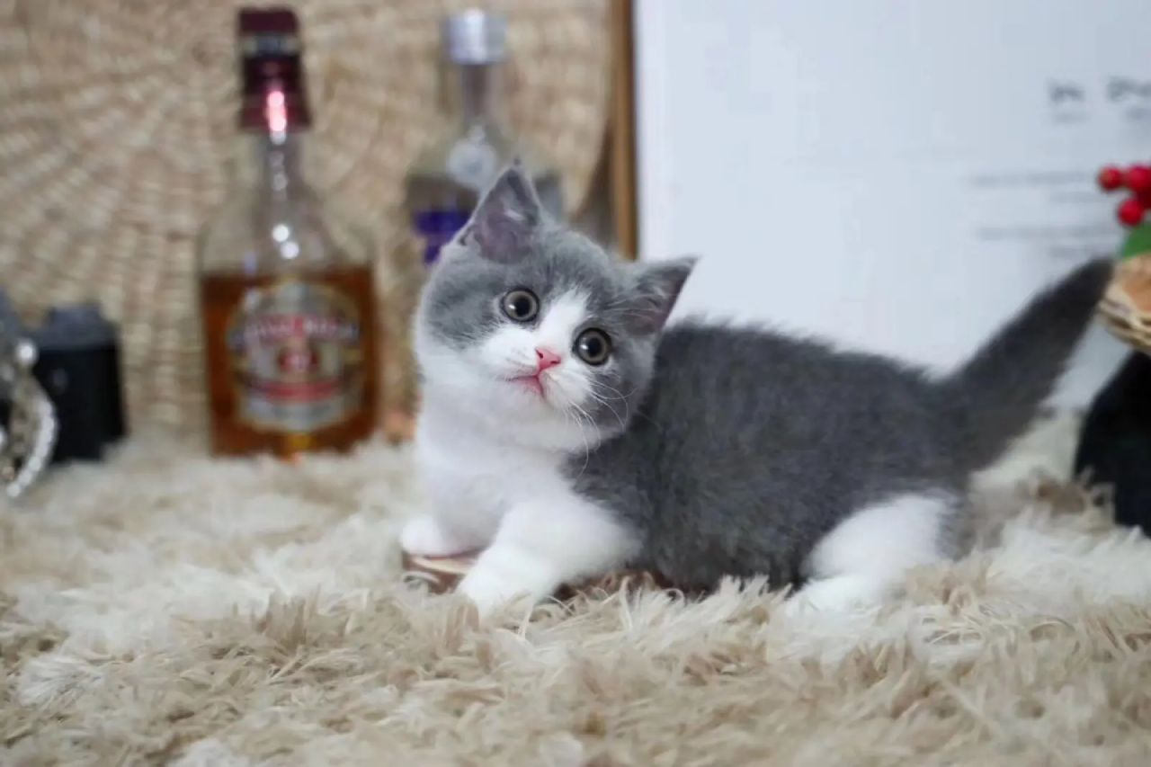 猫前列腺肥大