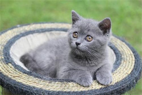 猫半夜不睡觉一直折腾人怎么办