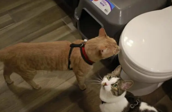 猫单侧隐睾是父亲遗传的吗