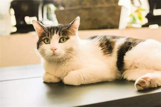猫又吐又拉稀吃什么药